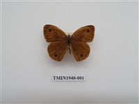 藏品(江崎波眼蝶)的圖片